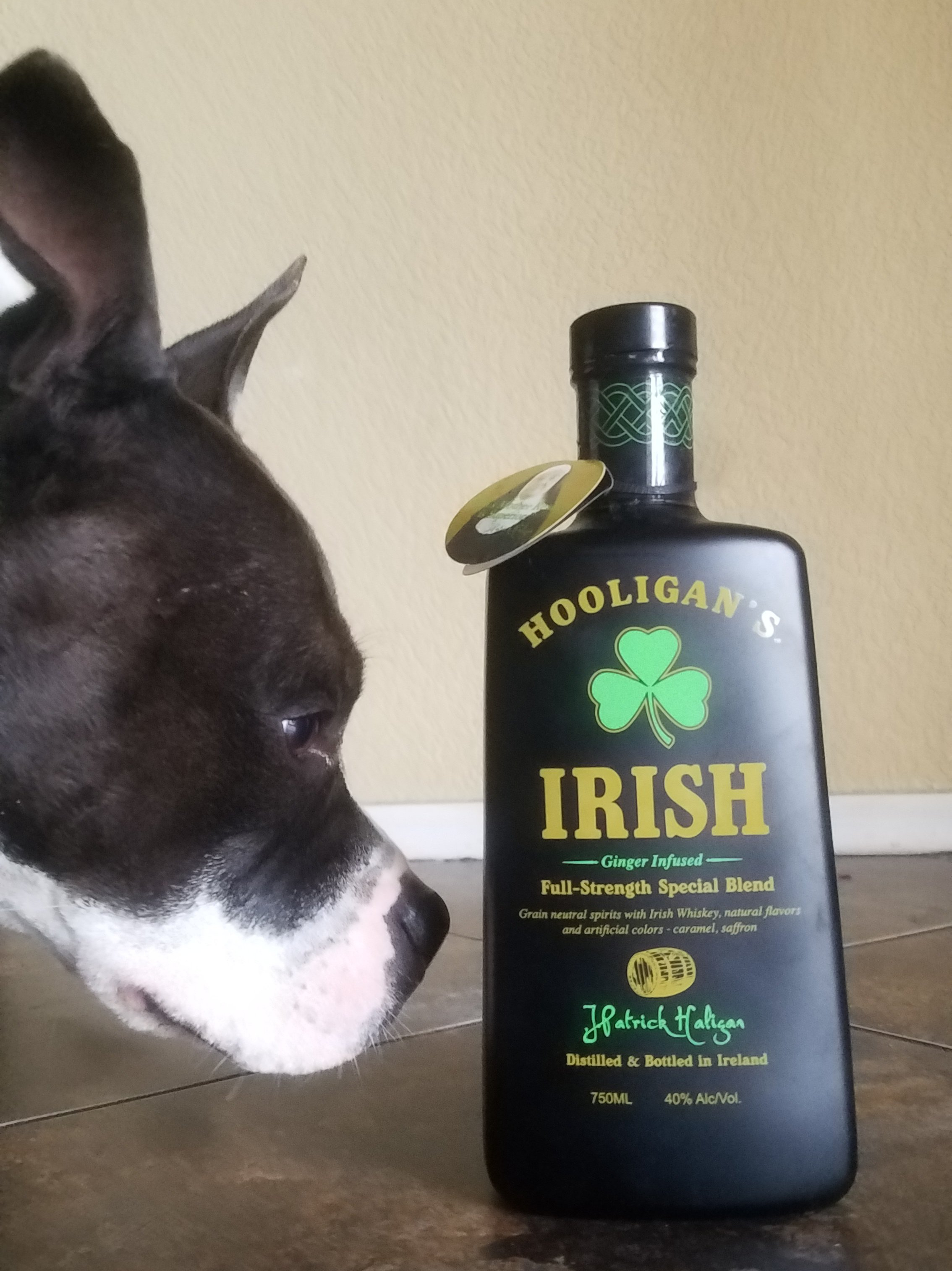 Dog sniffing Hooligans Irish whiskey