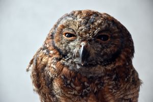 Photo of a brown owl with partially closed eyes that looks angry